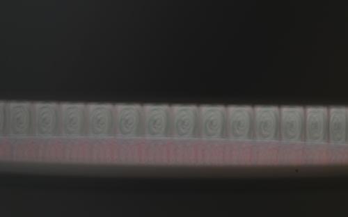 Zoetrope #2 by Leah Reynolds